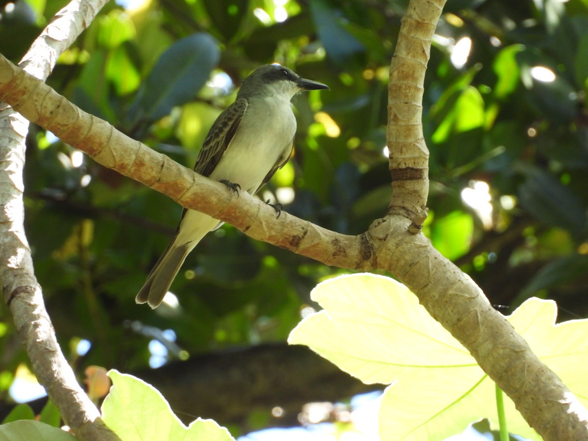 Gray Kingbird - ML639243115