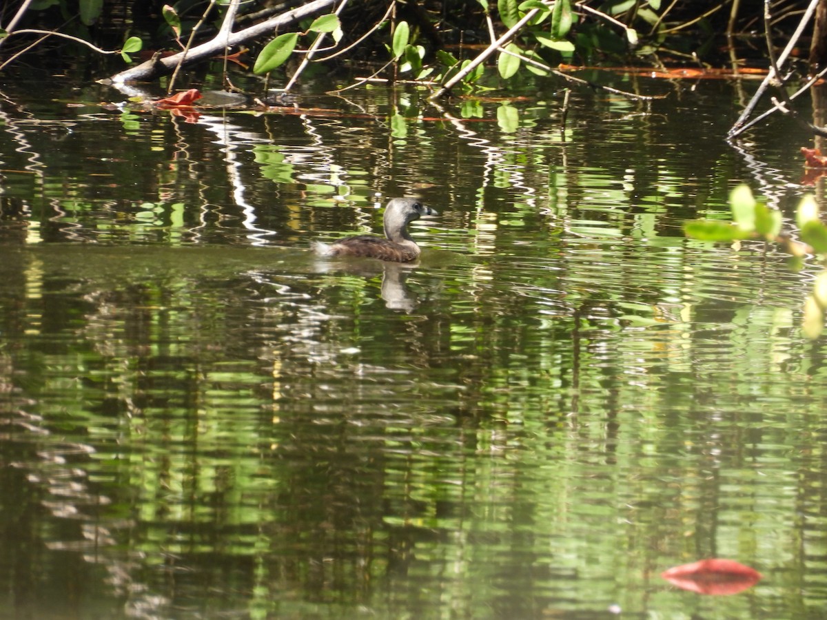 Pied-billed Grebe - ML639243169