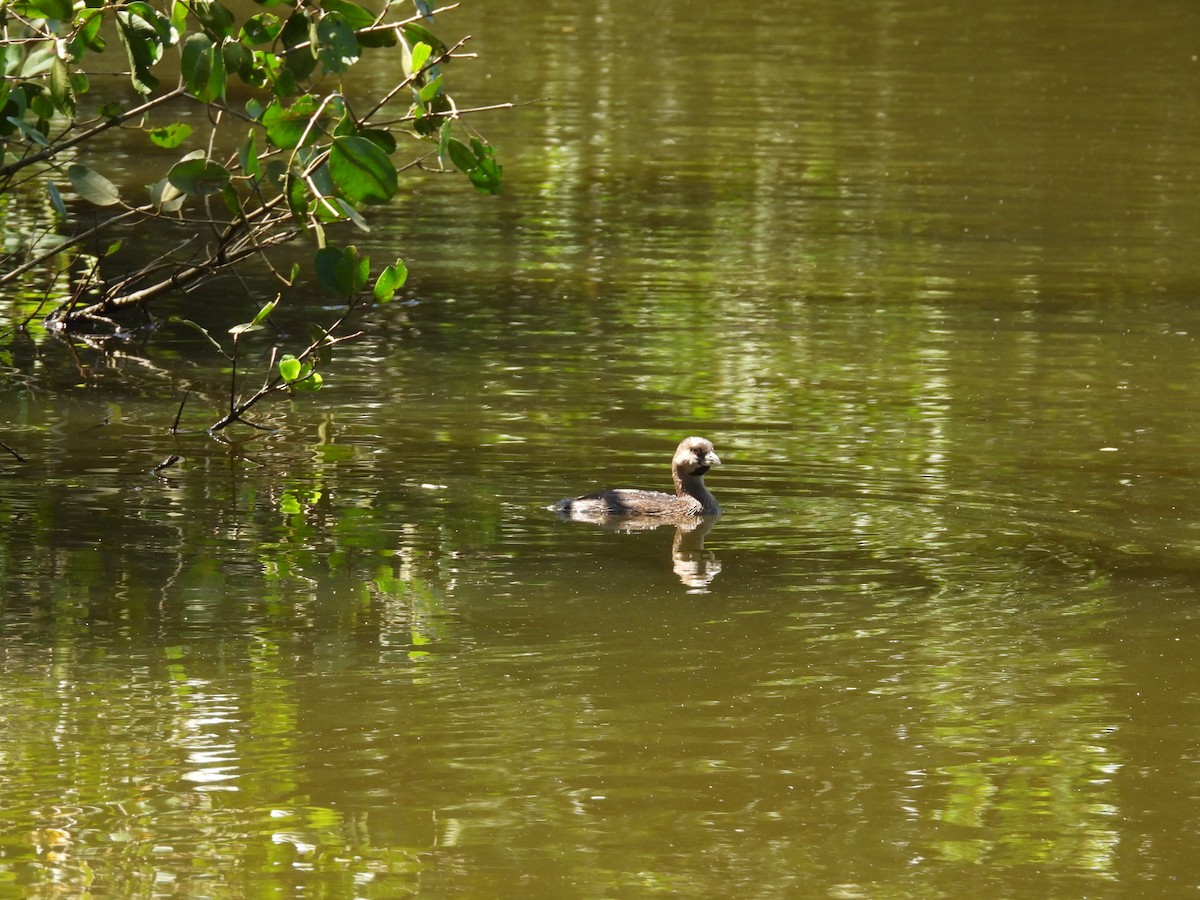 Pied-billed Grebe - ML639243188