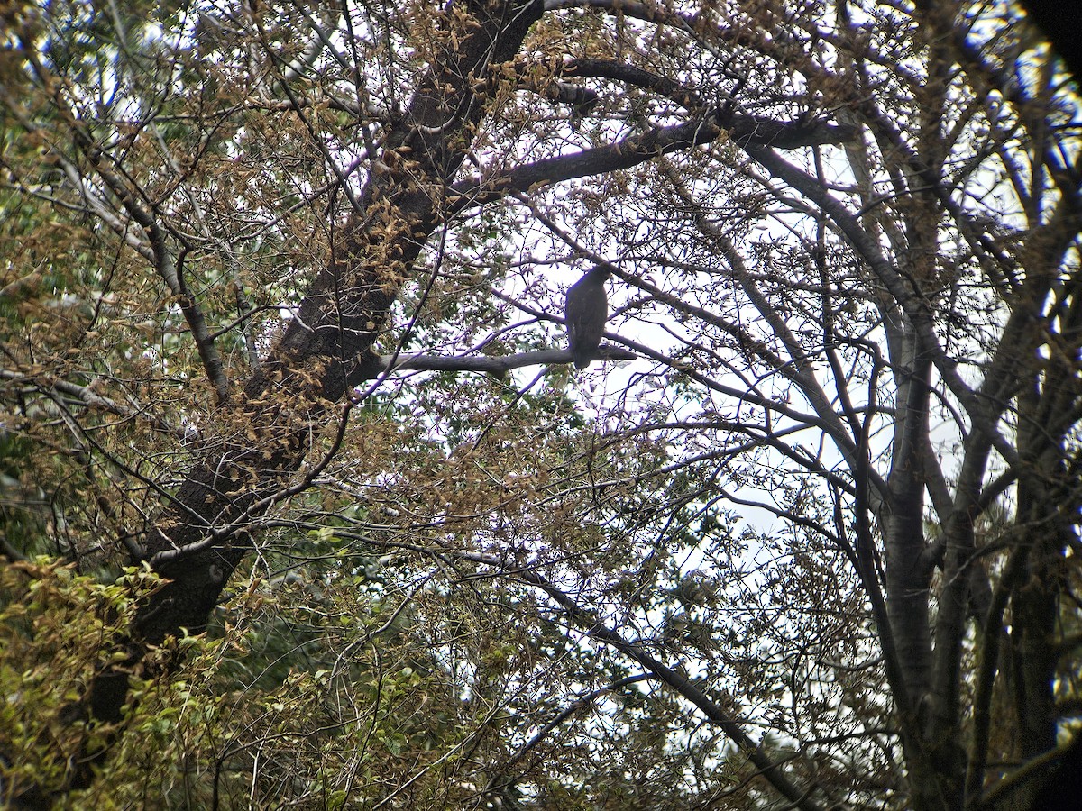 Common Black Hawk - ML639243326