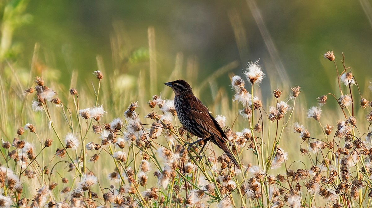 Red-winged Blackbird - ML639243339