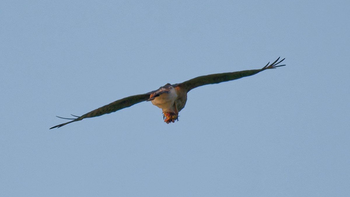 Cooper's Hawk - ML639243341