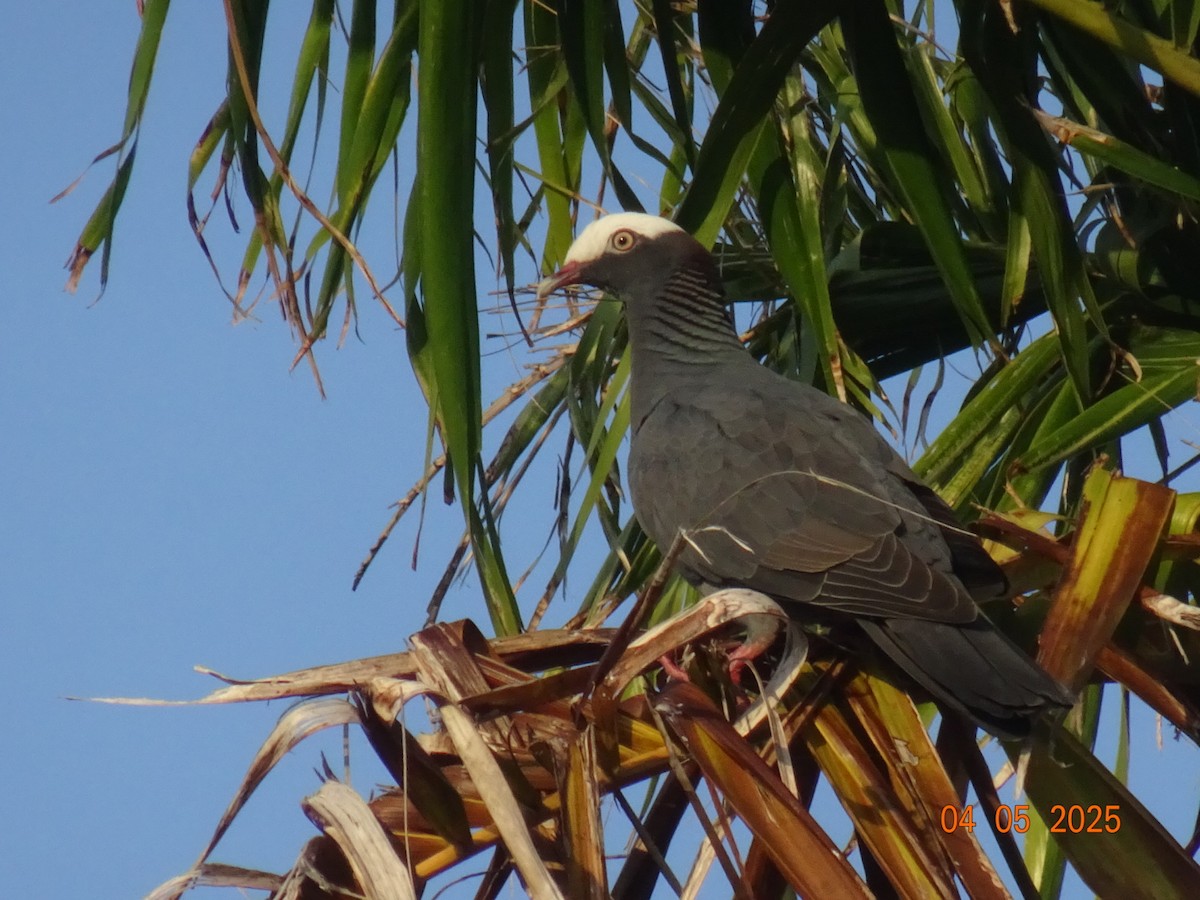 holub antilský - ML639243357