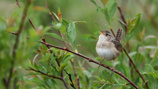 Sedge Wren - ML639243417