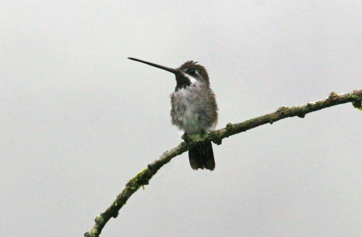 Long-billed Starthroat - ML639243427