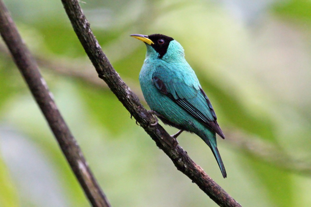 Green Honeycreeper - ML639243448