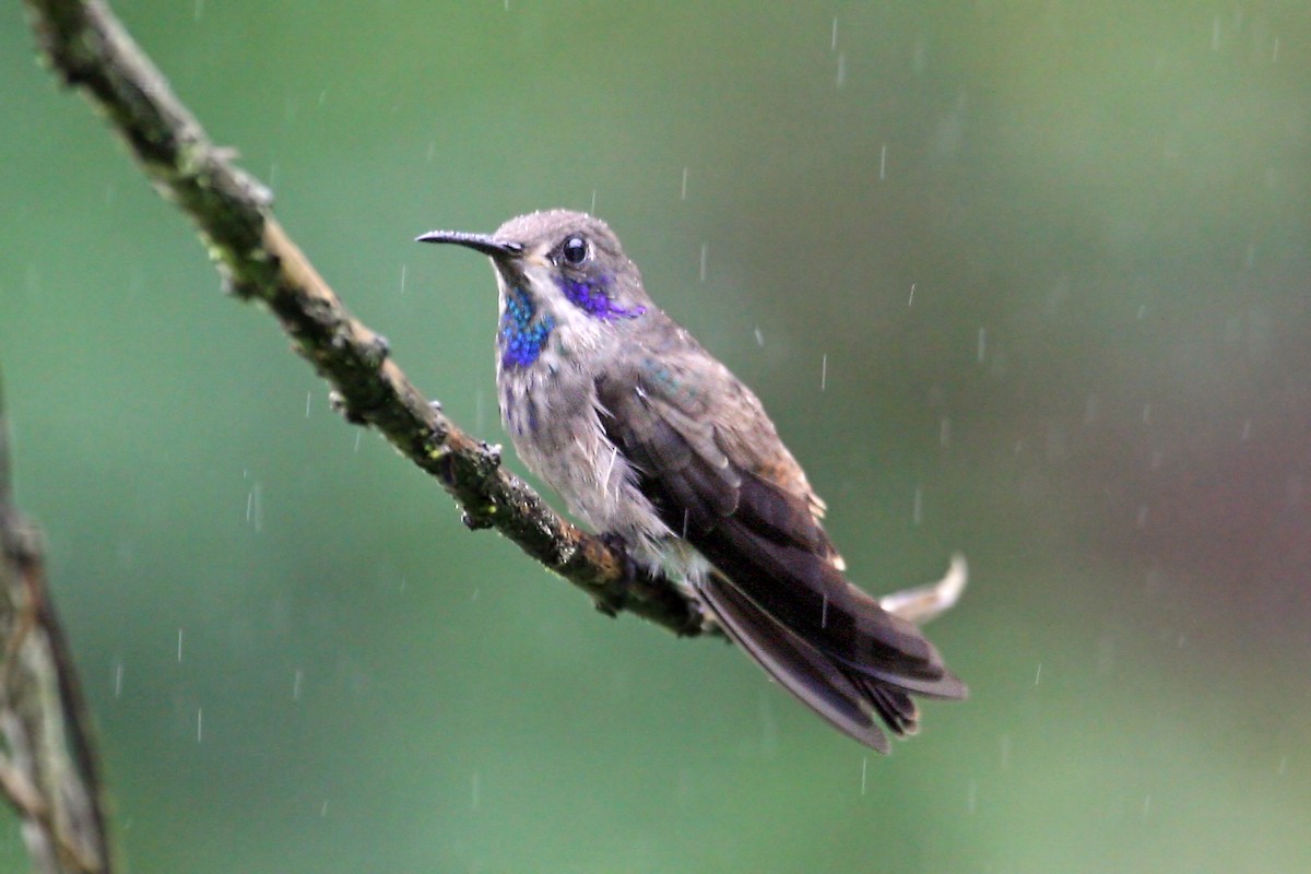Brown Violetear - ML639243449