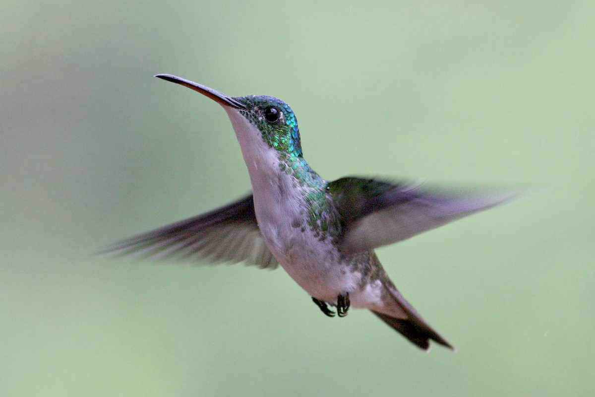 Andean Emerald - ML639243454