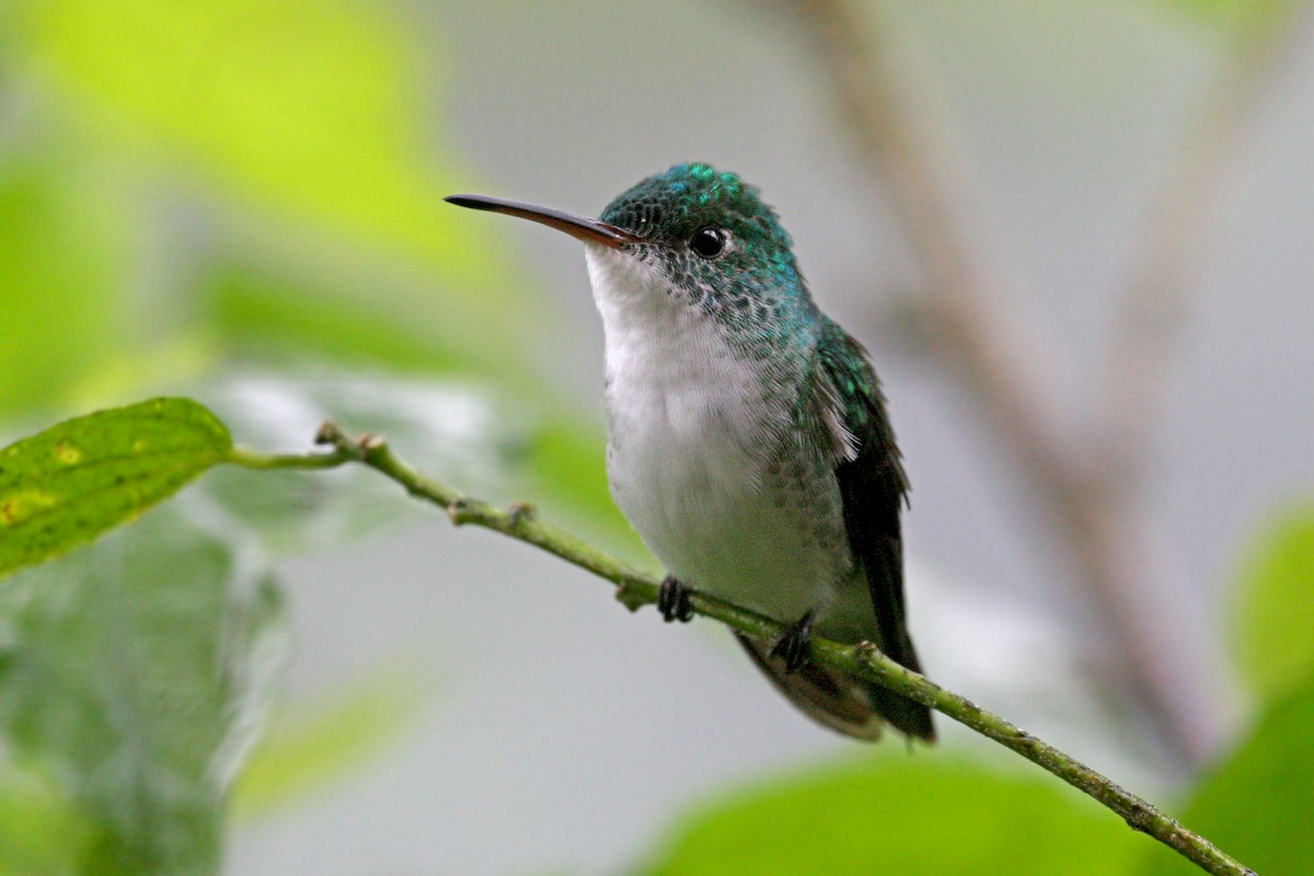 Andean Emerald - ML639243456