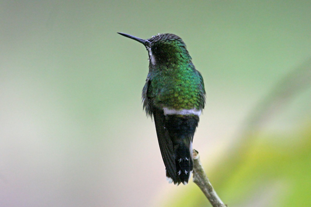 Green Thorntail - ML639243460