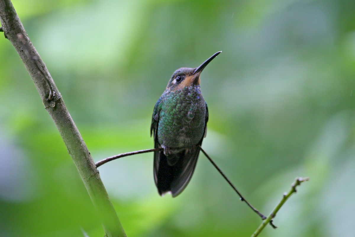 Green-crowned Brilliant - ML639243462