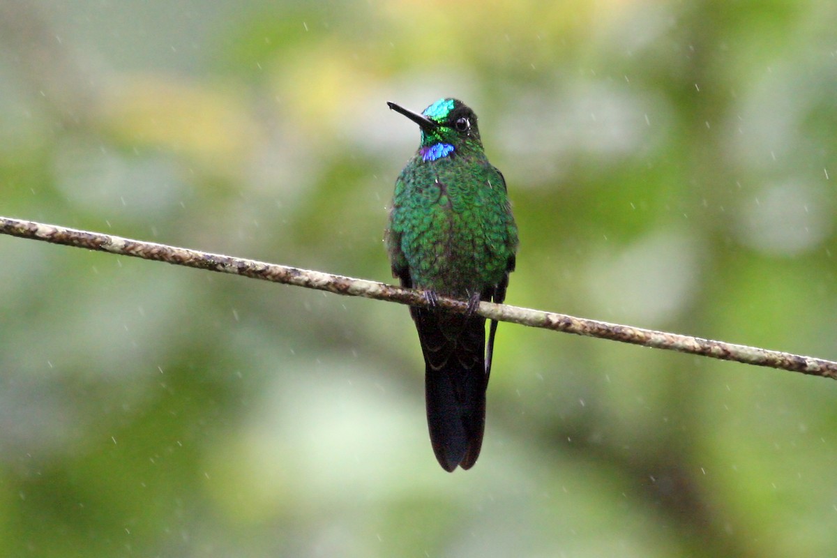 Green-crowned Brilliant - ML639243463