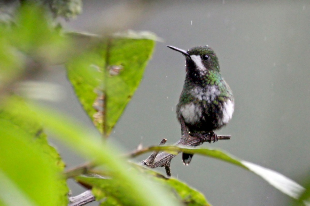 Green Thorntail - ML639243465