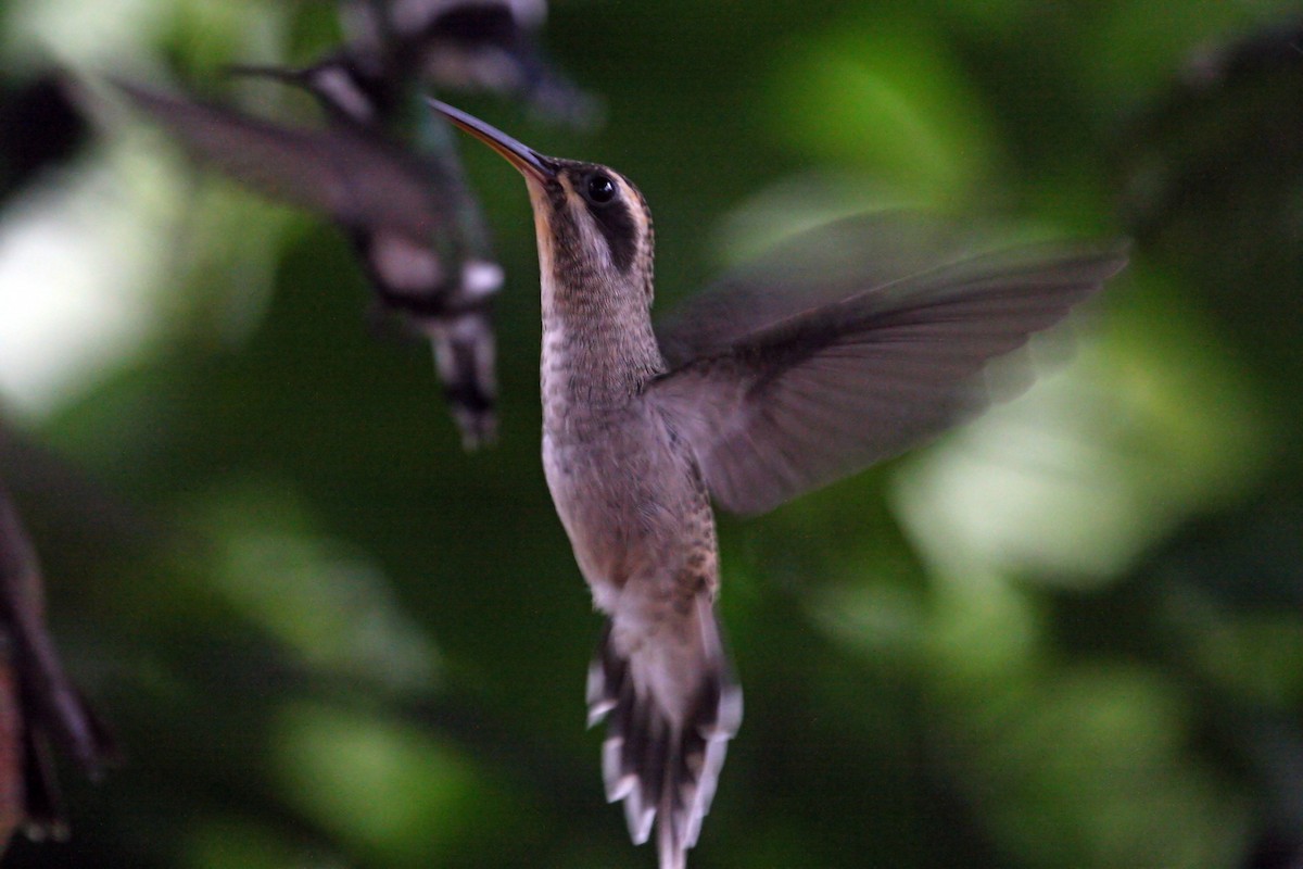 Long-billed Hermit (Baron's) - ML639243469