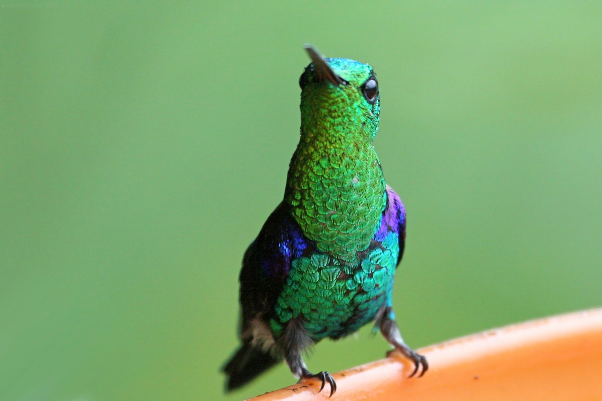 Crowned Woodnymph (Emerald-bellied) - ML639243471