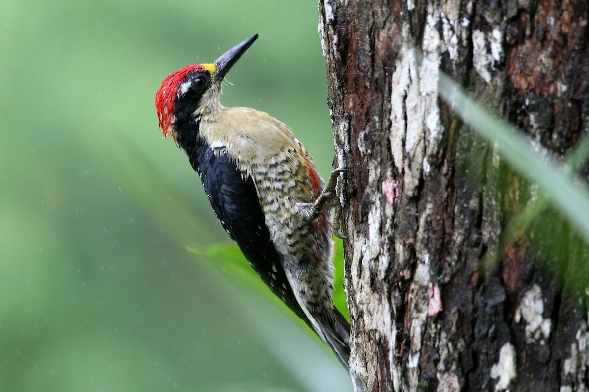 Black-cheeked Woodpecker - ML639243475
