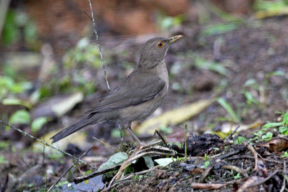 Ecuadorian Thrush - ML639243481