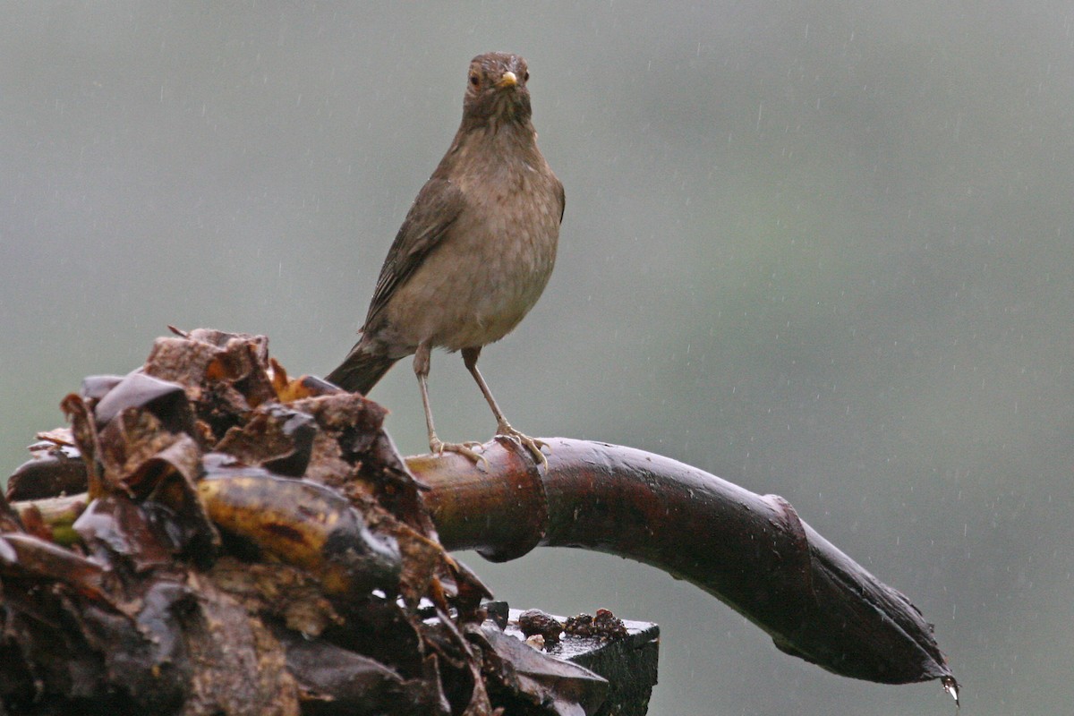 Ecuadorian Thrush - ML639243482