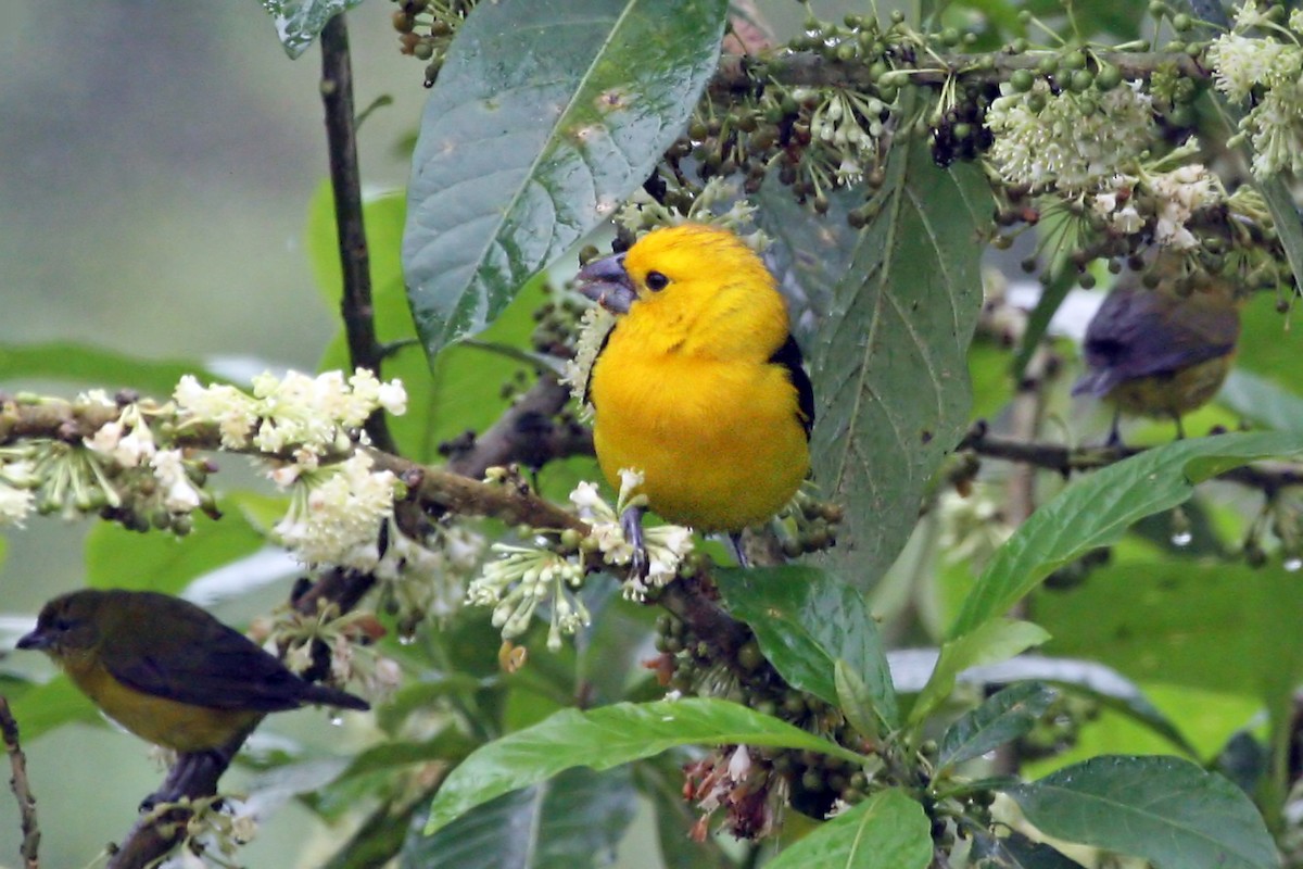 Golden Grosbeak - ML639243483