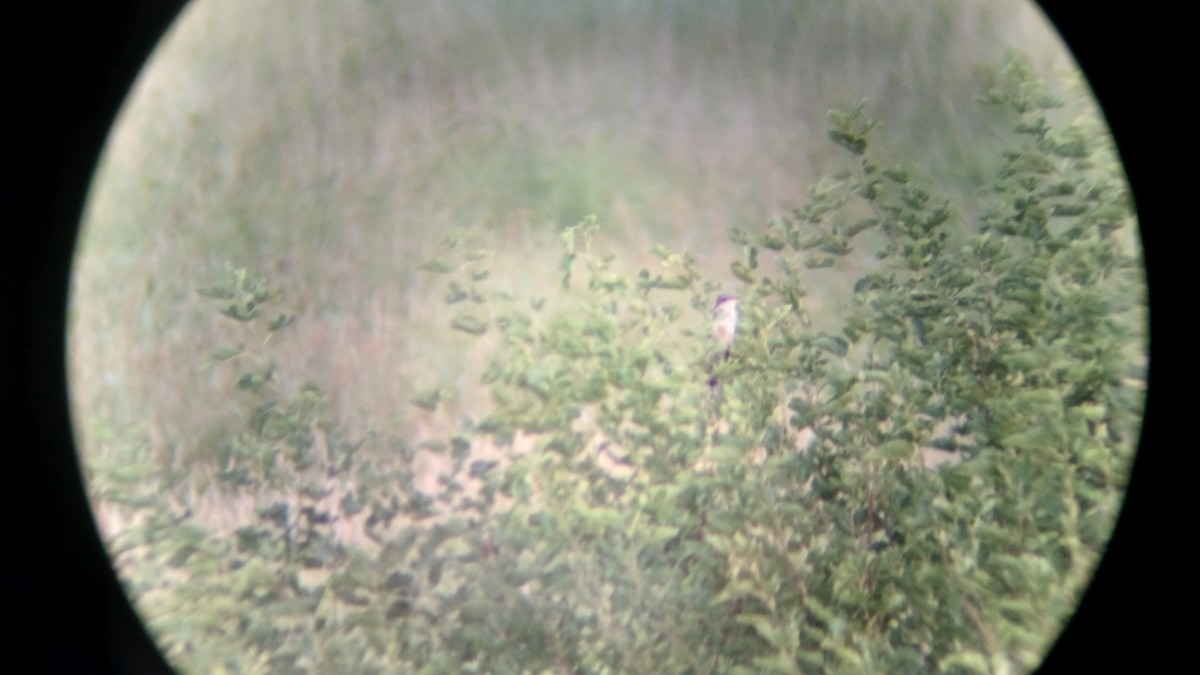 Yellow-billed Cuckoo - ML639243525