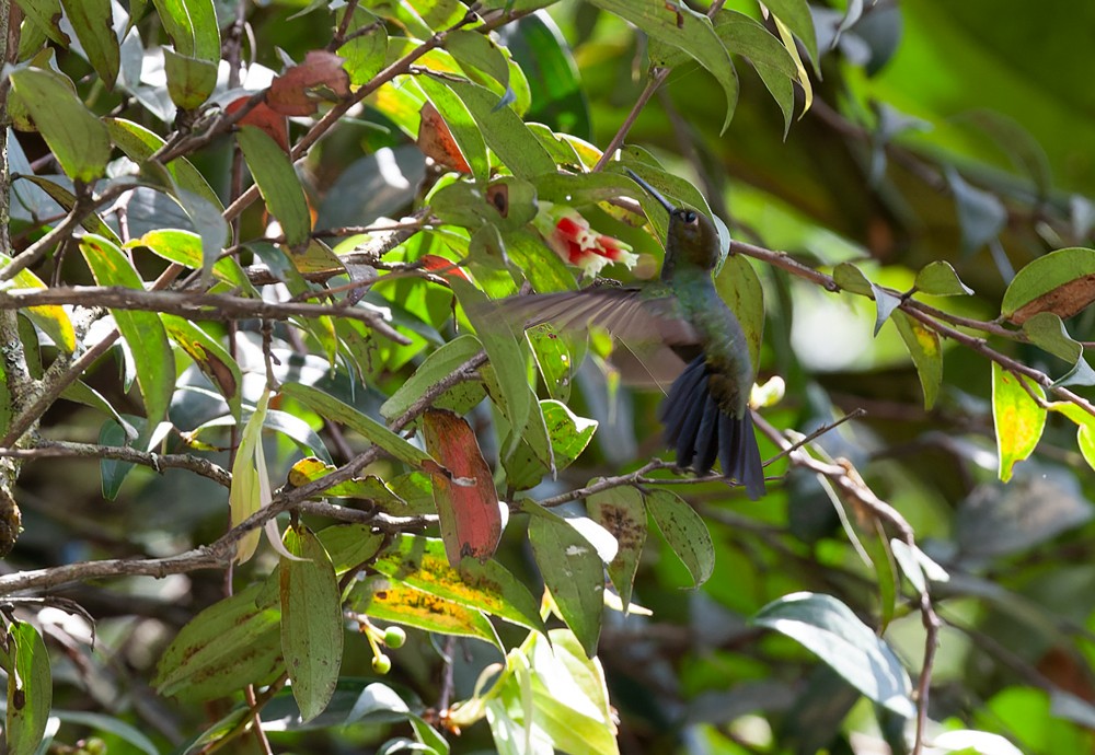 Buff-thighed Puffleg - ML639243529