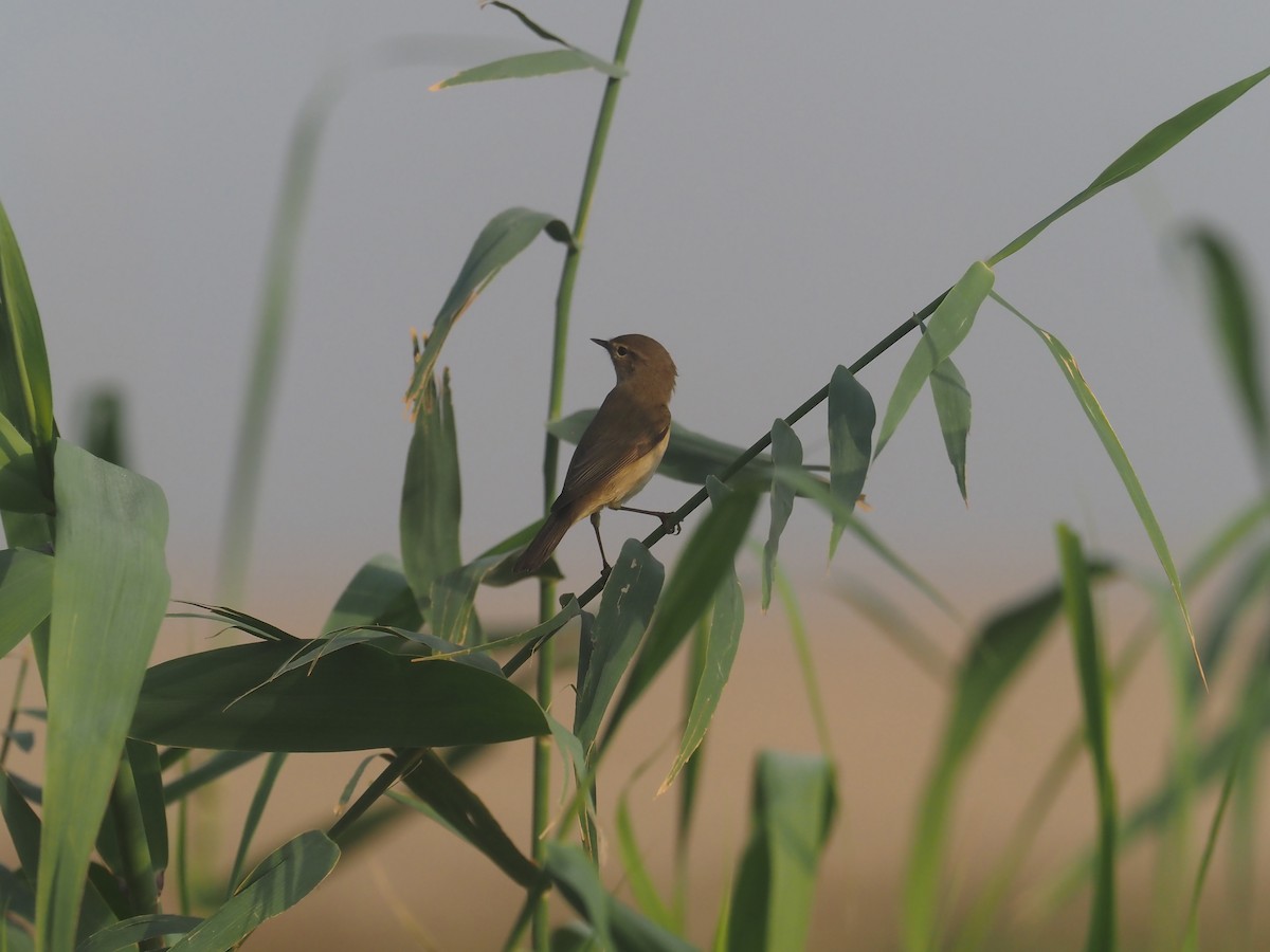 Lezkari arrunta (avicenniae) - ML639243552
