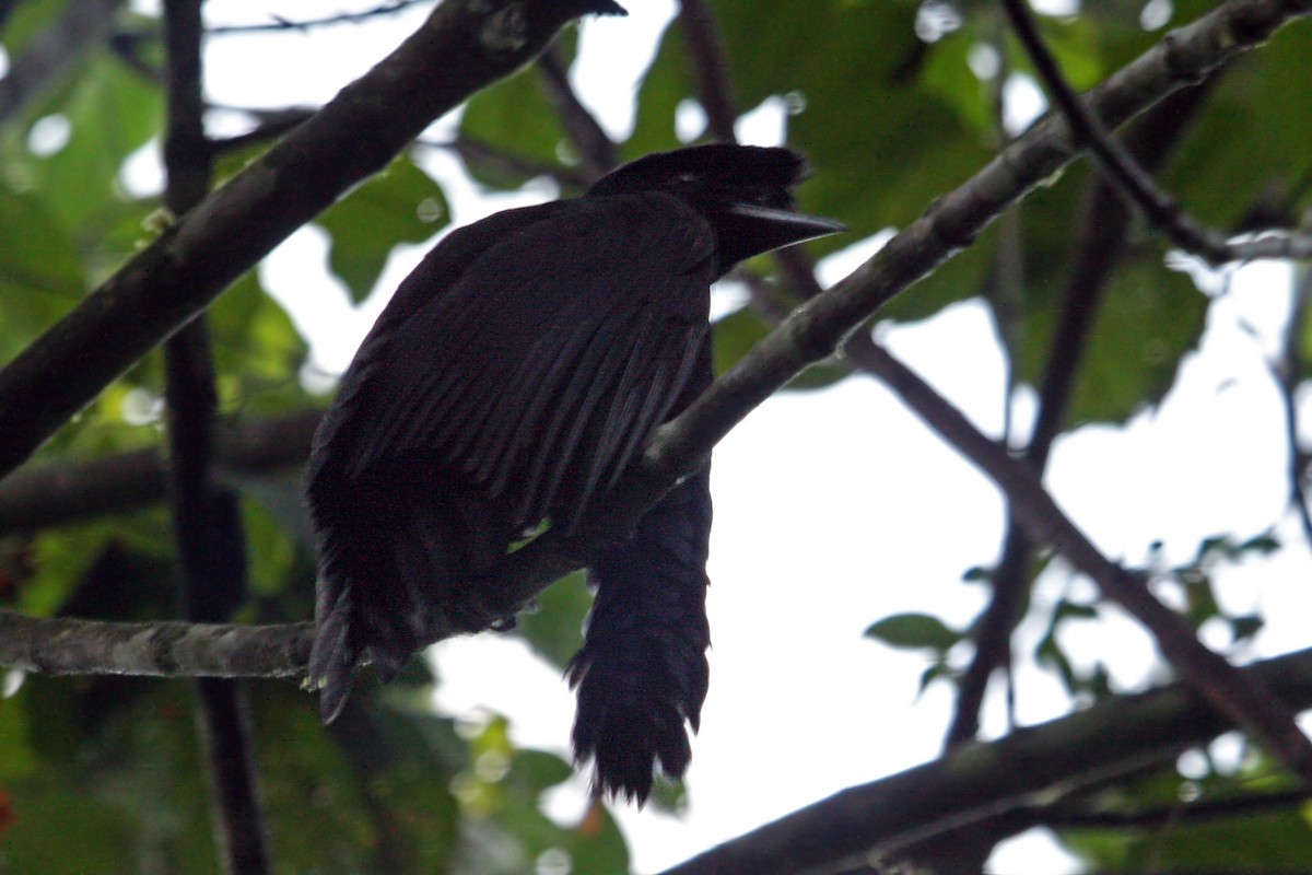 Long-wattled Umbrellabird - ML639243558