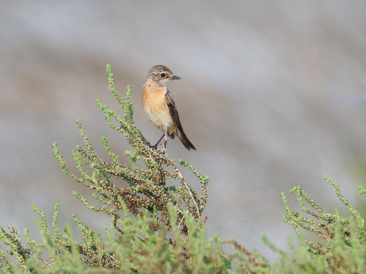 Siberian Stonechat (Caspian) - ML639243569