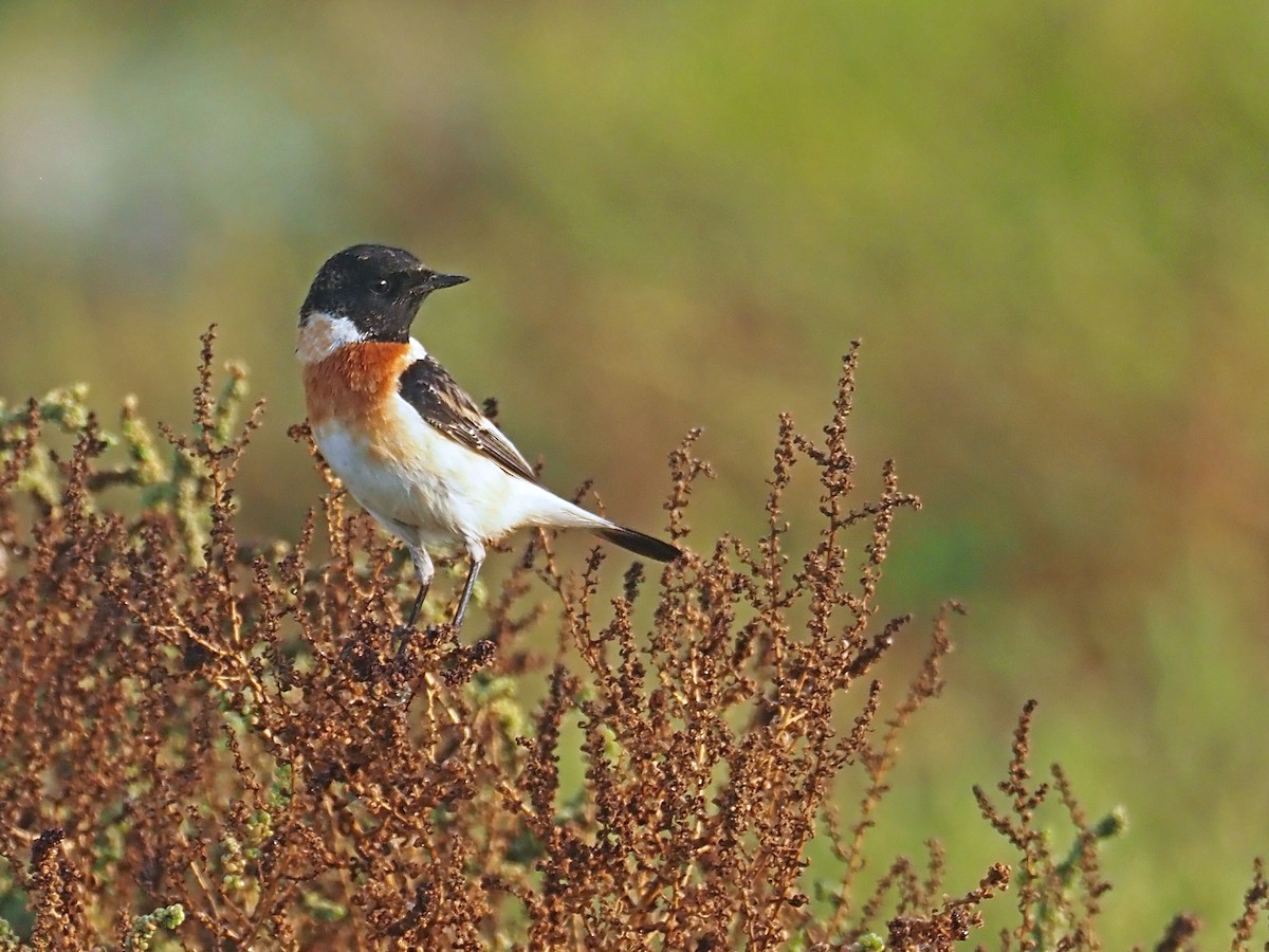 Siberian Stonechat (Caspian) - ML639243570