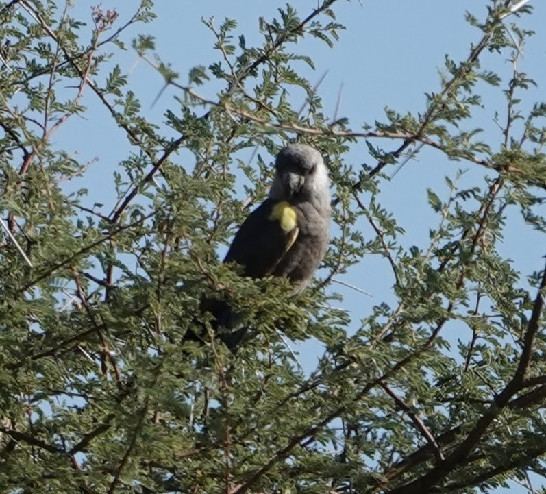 Lorito de Rüppell - ML639243571