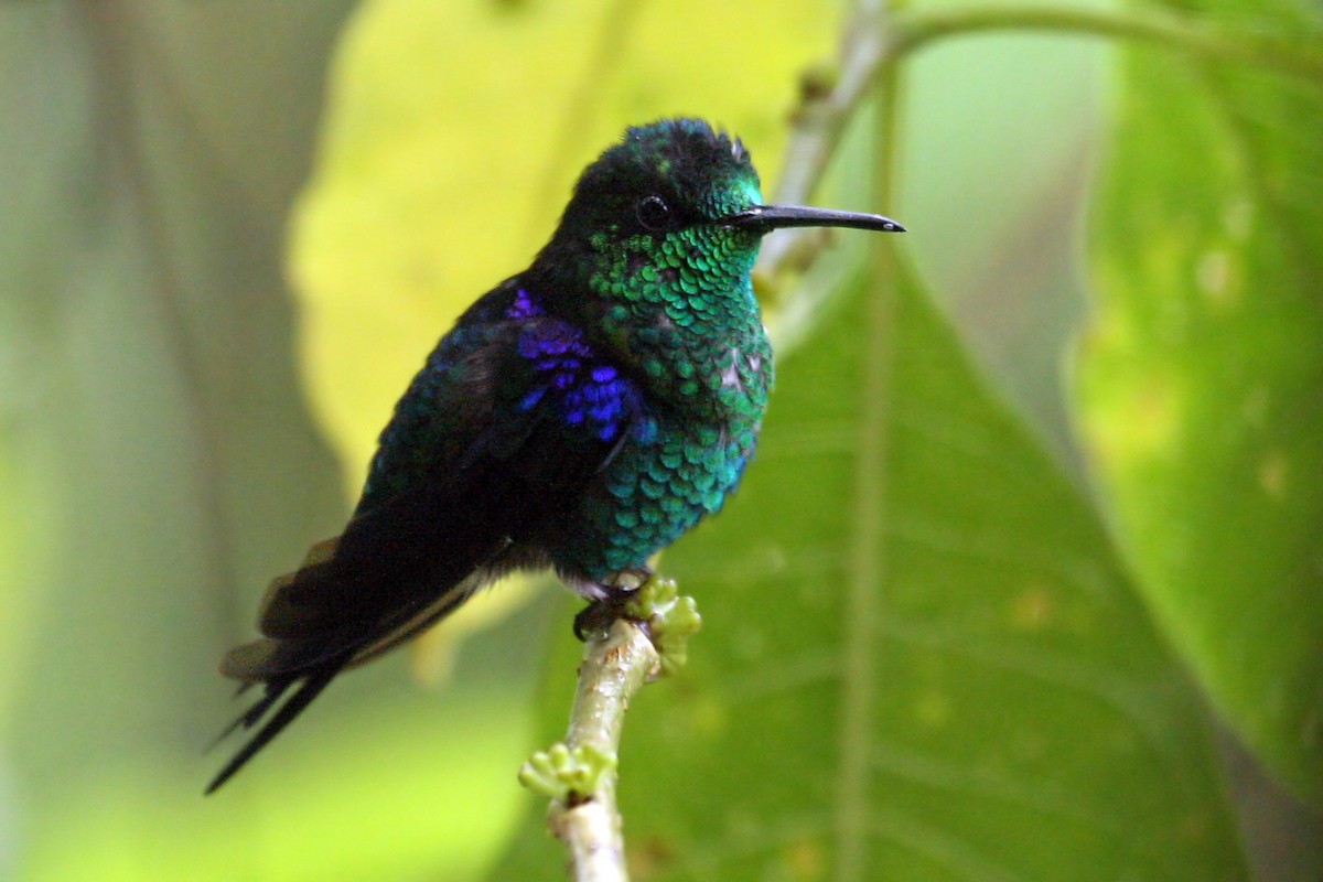 Crowned Woodnymph (Emerald-bellied) - ML639243576