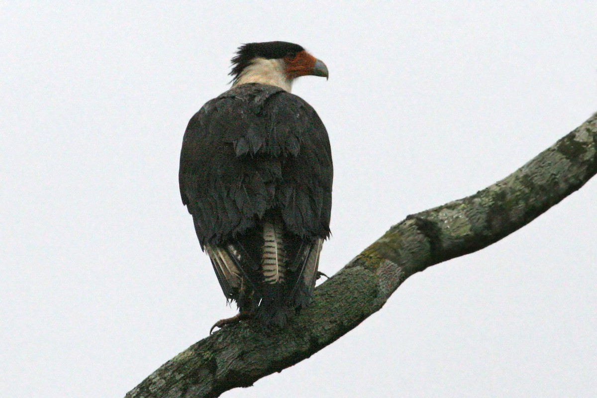 Crested Caracara - ML639243579