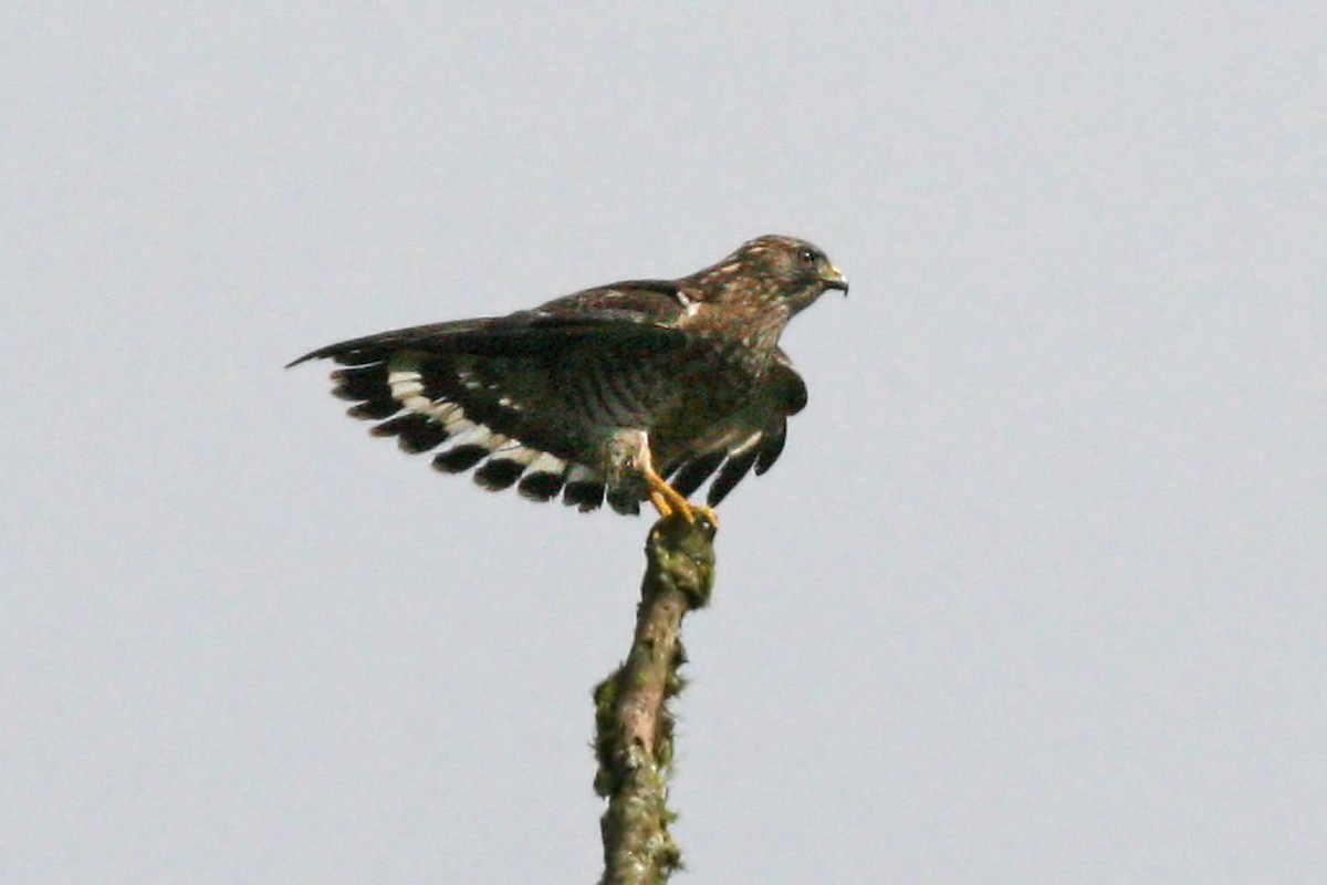 Broad-winged Hawk - ML639243585