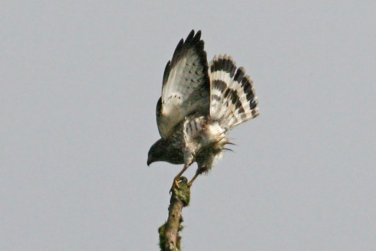 Broad-winged Hawk - ML639243586