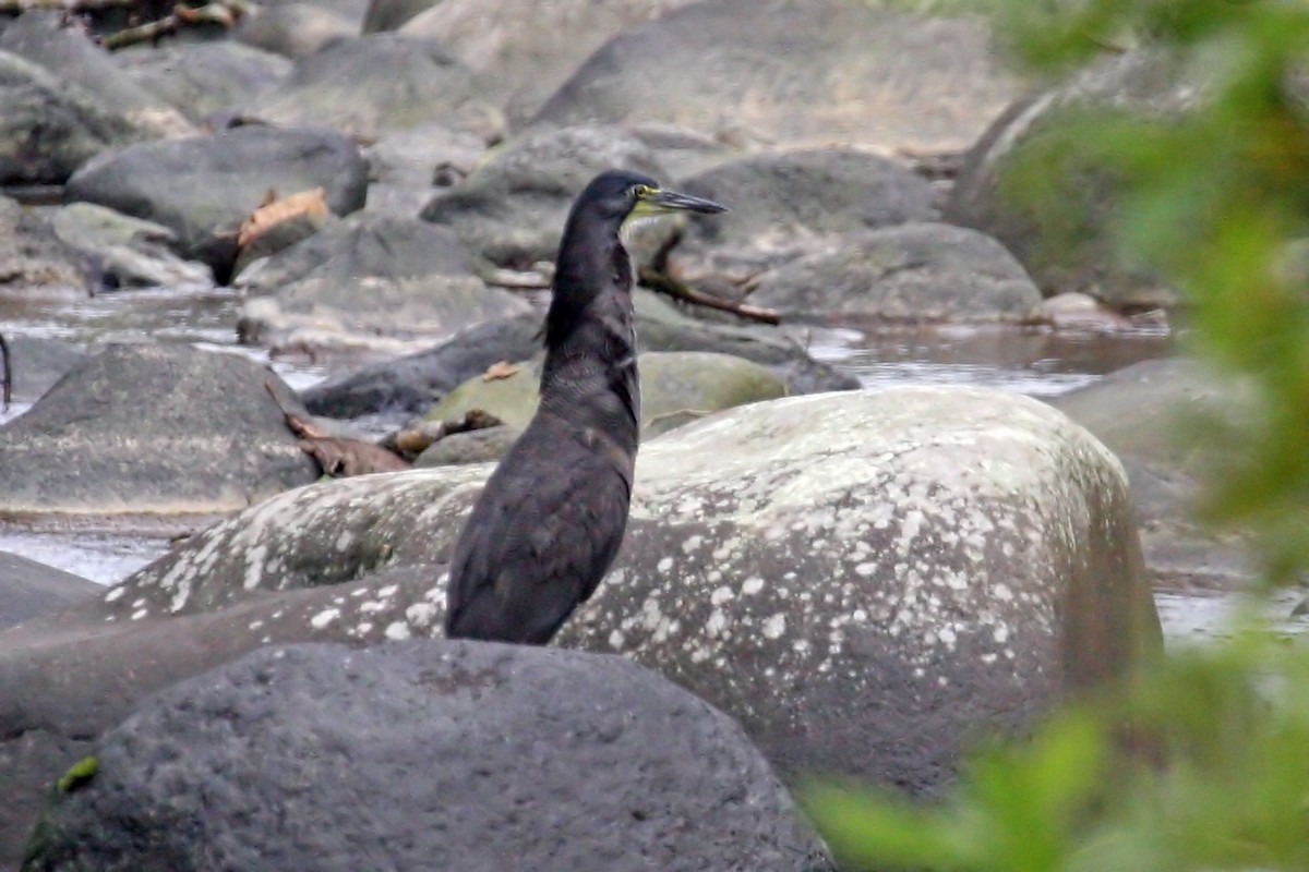 Fasciated Tiger-Heron - ML639243587