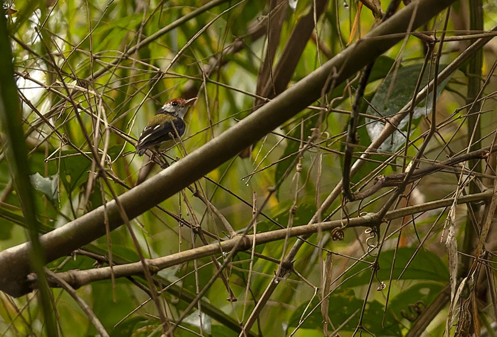 White-cheeked Tody-Flycatcher - ML639243602