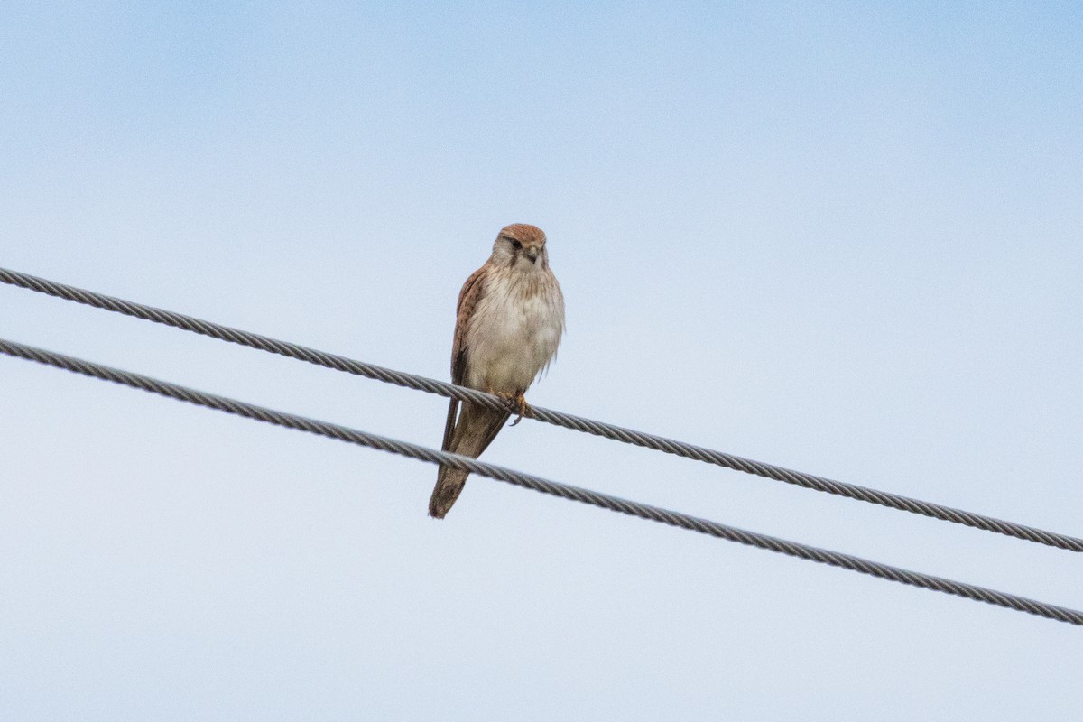 Nankeen Kestrel - ML639243646