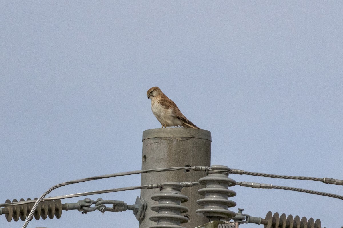 Nankeen Kestrel - ML639243684