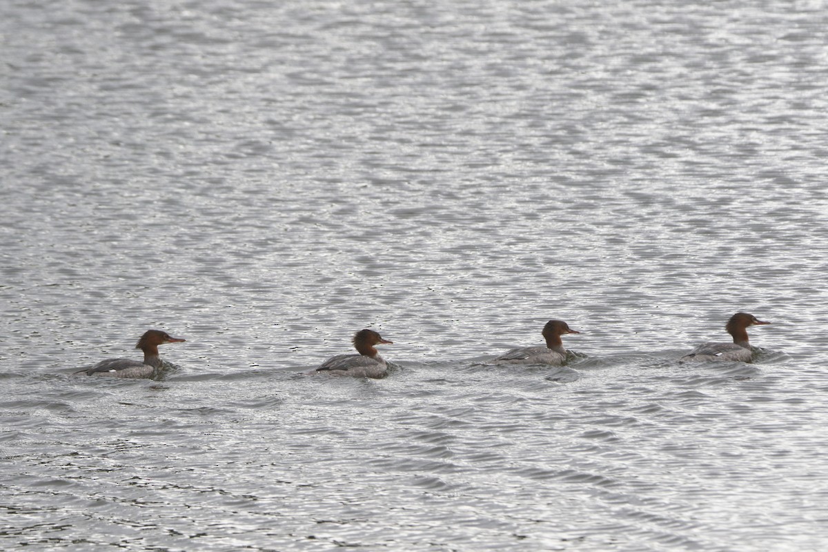 Common Merganser - ML639243694