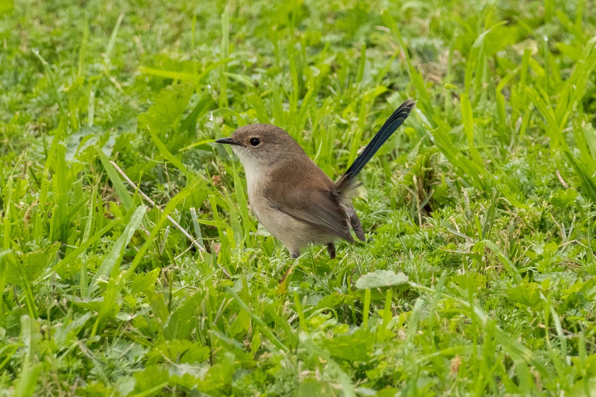Superb Fairywren - ML639243695