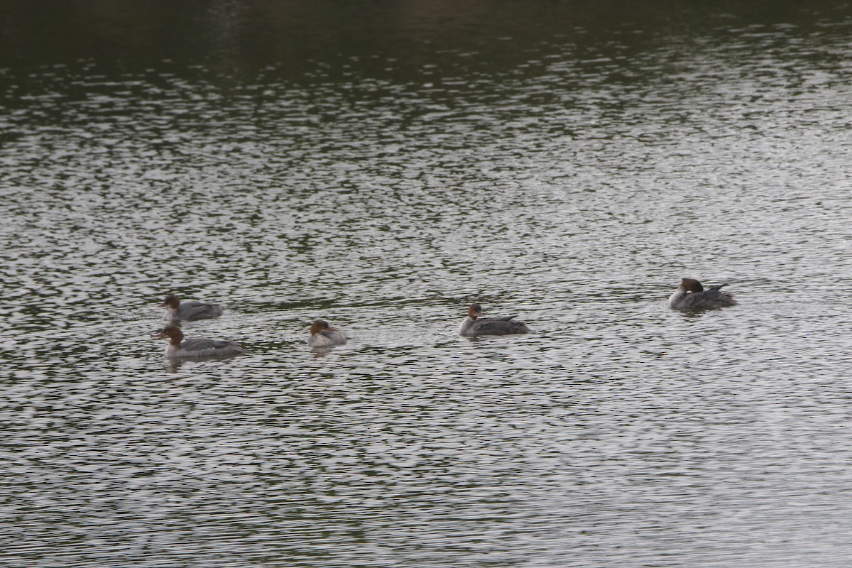 Common Merganser - ML639243700