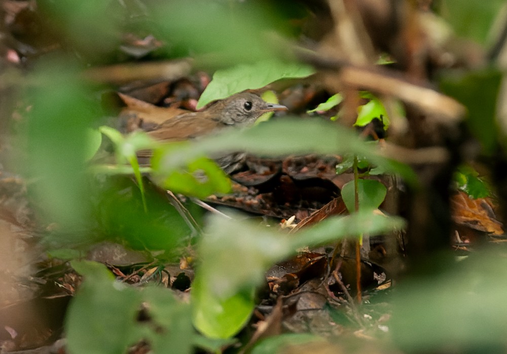 Ringed Antpipit - ML639243717