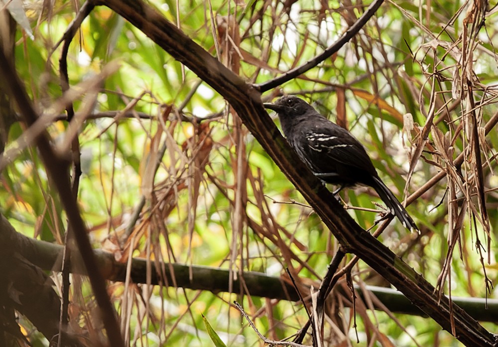 Manu Antbird - ML639243744