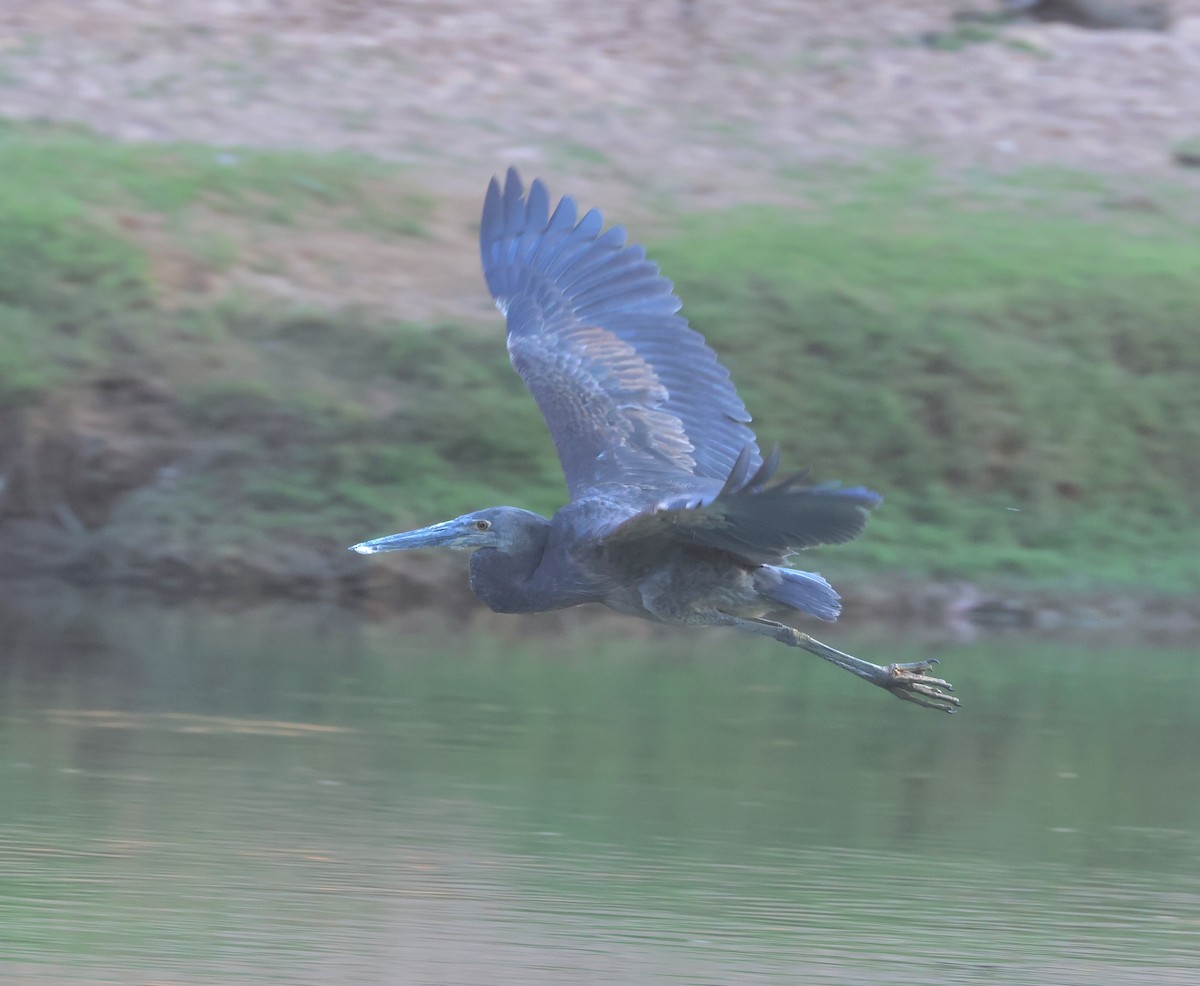 Great-billed Heron - ML639243751