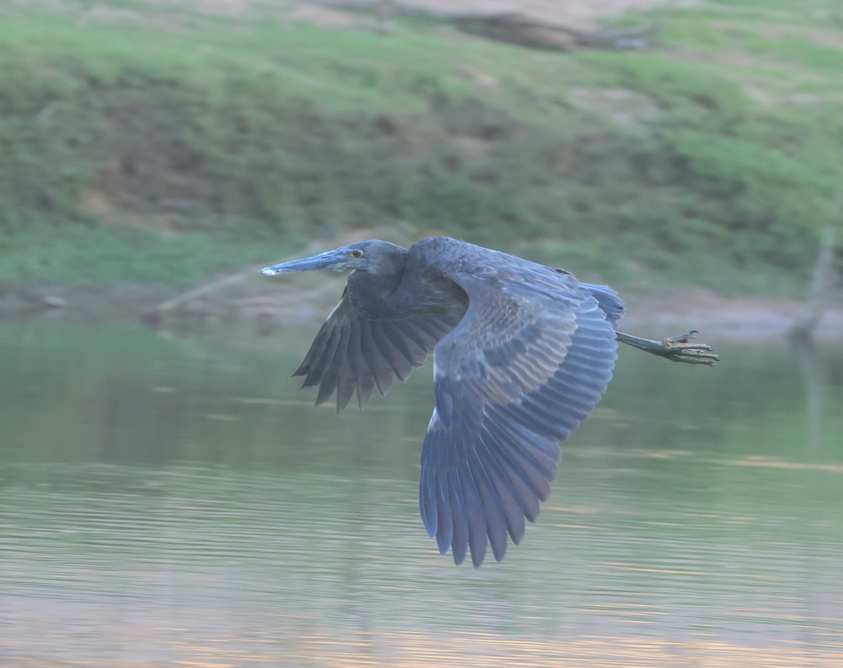 Great-billed Heron - ML639243755
