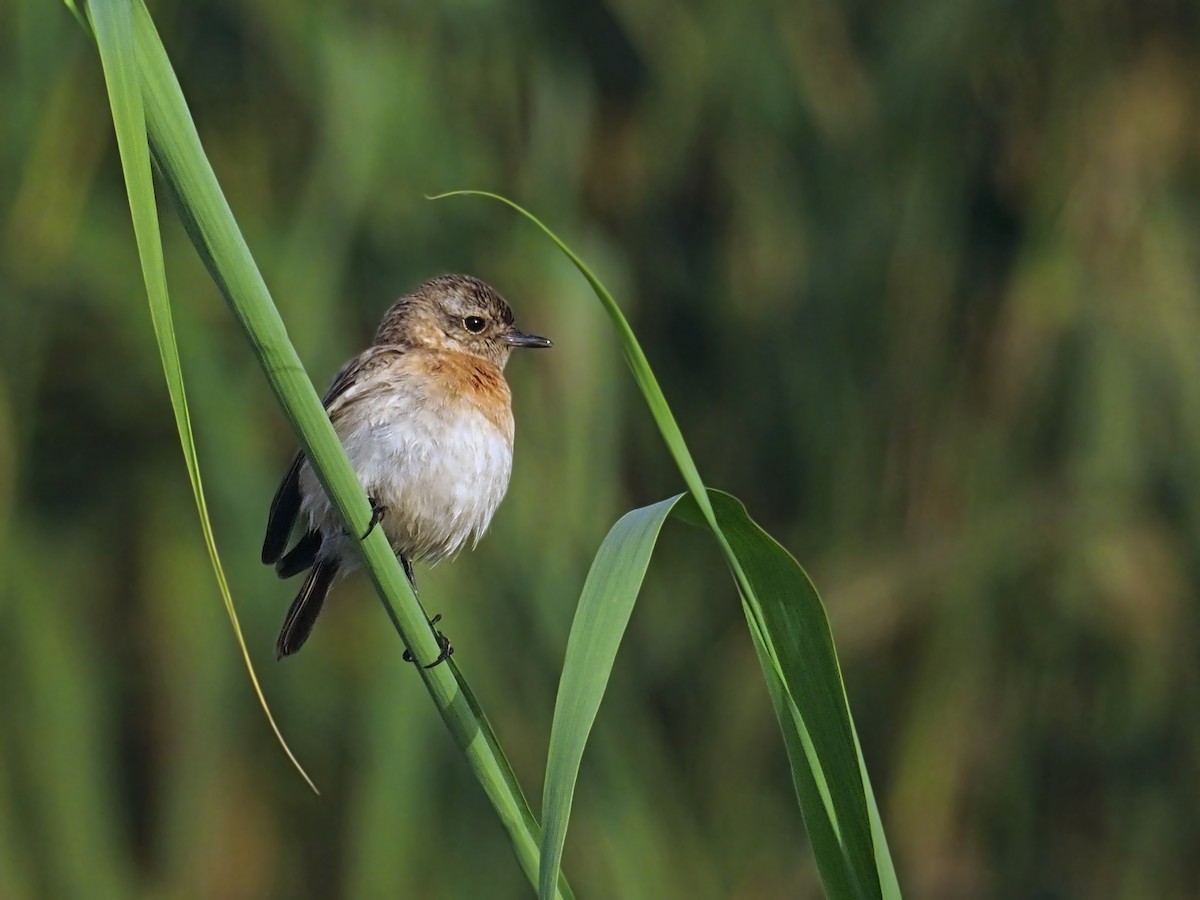 Siberian Stonechat (Caspian) - ML639243763
