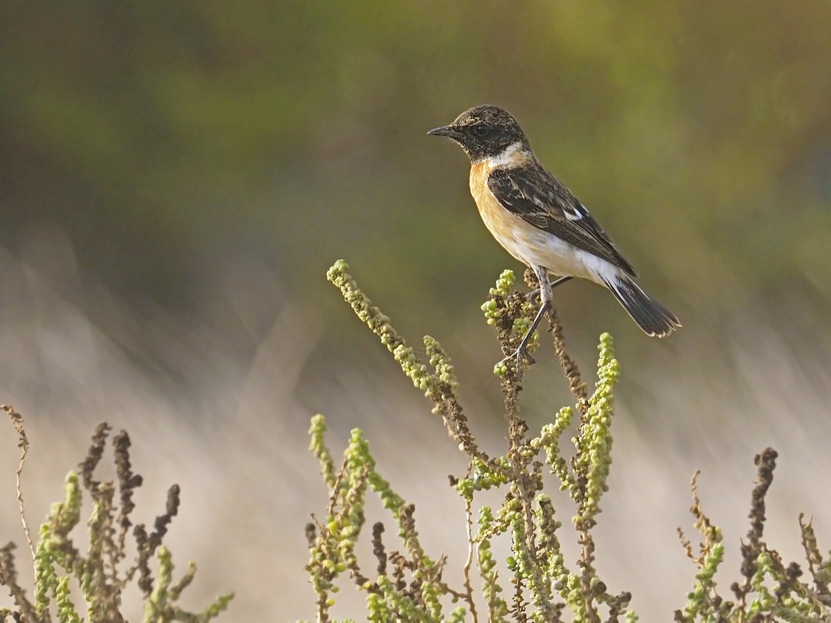 Siberian Stonechat (Caspian) - ML639243764