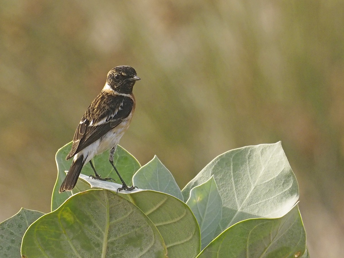 Siberian Stonechat (Caspian) - ML639243766