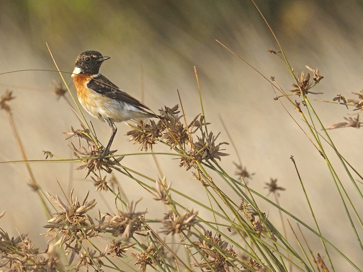 Siberian Stonechat (Caspian) - ML639243767