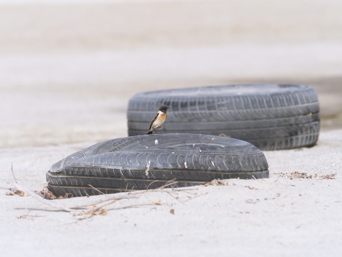 Siberian Stonechat (Caspian) - ML639243768